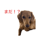 ミニチュアダックスリオンのスタンプ5（個別スタンプ：9）