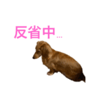 ミニチュアダックスリオンのスタンプ5（個別スタンプ：13）