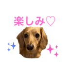 ミニチュアダックスリオンのスタンプ5（個別スタンプ：14）