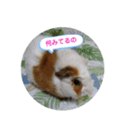 もも♡きなこ（個別スタンプ：5）