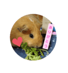 もも♡きなこ（個別スタンプ：12）
