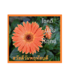 1週間のタイ色ภาษาไทย phaasǎa thay 2（個別スタンプ：13）