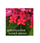 1週間のタイ色ภาษาไทย phaasǎa thay 2（個別スタンプ：21）