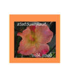 1週間のタイ色ภาษาไทย phaasǎa thay 2（個別スタンプ：26）