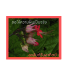 1週間のタイ色ภาษาไทย phaasǎa thay 2（個別スタンプ：31）