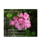 1週間のタイ色ภาษาไทย phaasǎa thay 2（個別スタンプ：36）