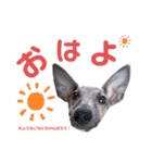 イタグレ Terra（個別スタンプ：1）