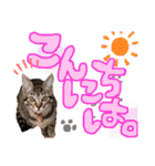 にゃん達！！第3弾！！（個別スタンプ：1）