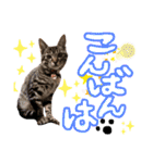 にゃん達！！第3弾！！（個別スタンプ：2）