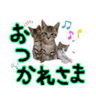 にゃん達！！第3弾！！（個別スタンプ：3）