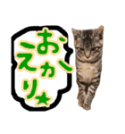にゃん達！！第3弾！！（個別スタンプ：6）