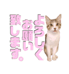 にゃん達！！第3弾！！（個別スタンプ：8）