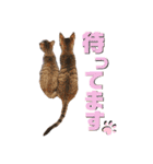 にゃん達！！第3弾！！（個別スタンプ：9）
