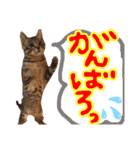 にゃん達！！第3弾！！（個別スタンプ：10）