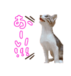 にゃん達！！第3弾！！（個別スタンプ：12）