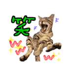 にゃん達！！第3弾！！（個別スタンプ：13）