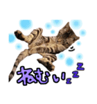 にゃん達！！第3弾！！（個別スタンプ：15）