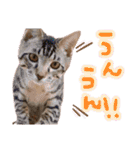 にゃん達！！第3弾！！（個別スタンプ：16）