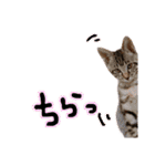 にゃん達！！第3弾！！（個別スタンプ：17）