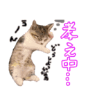 にゃん達！！第3弾！！（個別スタンプ：18）