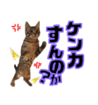 にゃん達！！第3弾！！（個別スタンプ：19）
