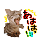 にゃん達！！第3弾！！（個別スタンプ：20）