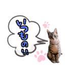 にゃん達！！第3弾！！（個別スタンプ：22）