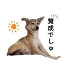 保護犬めるのワンだふるスタンプ♡（個別スタンプ：1）
