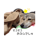 保護犬めるのワンだふるスタンプ♡（個別スタンプ：2）