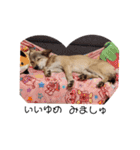 保護犬めるのワンだふるスタンプ♡（個別スタンプ：3）