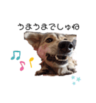 保護犬めるのワンだふるスタンプ♡（個別スタンプ：5）