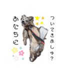 保護犬めるのワンだふるスタンプ♡（個別スタンプ：6）