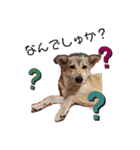 保護犬めるのワンだふるスタンプ♡（個別スタンプ：7）