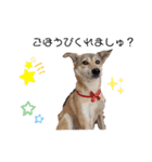 保護犬めるのワンだふるスタンプ♡（個別スタンプ：8）