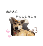 保護犬めるのワンだふるスタンプ♡（個別スタンプ：11）