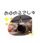 保護犬めるのワンだふるスタンプ♡（個別スタンプ：12）
