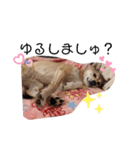 保護犬めるのワンだふるスタンプ♡（個別スタンプ：15）