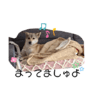 保護犬めるのワンだふるスタンプ♡（個別スタンプ：19）