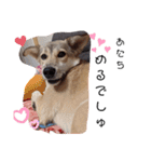 保護犬めるのワンだふるスタンプ♡（個別スタンプ：21）