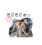 保護犬めるのワンだふるスタンプ♡（個別スタンプ：23）