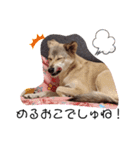 保護犬めるのワンだふるスタンプ♡（個別スタンプ：24）