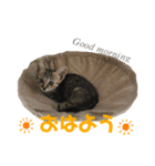 仲良しにゃんこといっしよ♬︎♡3（個別スタンプ：1）