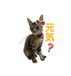 仲良しにゃんこといっしよ♬︎♡3（個別スタンプ：2）