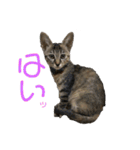 仲良しにゃんこといっしよ♬︎♡3（個別スタンプ：3）