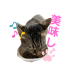 仲良しにゃんこといっしよ♬︎♡3（個別スタンプ：5）