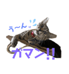仲良しにゃんこといっしよ♬︎♡3（個別スタンプ：7）