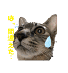 仲良しにゃんこといっしよ♬︎♡3（個別スタンプ：8）