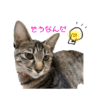 仲良しにゃんこといっしよ♬︎♡3（個別スタンプ：11）