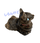 仲良しにゃんこといっしよ♬︎♡3（個別スタンプ：13）