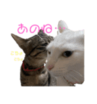 仲良しにゃんこといっしよ♬︎♡3（個別スタンプ：14）